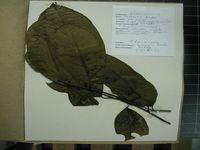 Herbarium sample